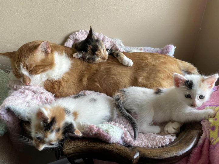 kittens pile on cat, mickey cat kittens